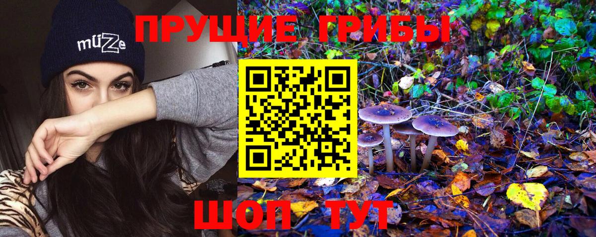 Сосновый Бор  Псилоцибиновые грибы Psilocybe  Вход с VPN  Галлюциногенные грибы мицелий 